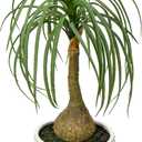 Hollyone Fake Plants Artificial Potted Plants Artificial Ponytail Palm Plant in Pots Faux Bonsai Plants for Office Table Desk Shelf Bathroom Bedroom Greenery Decoration Room Indoor Home Decor
