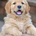 Ultimate Guide to Dog Training: Puppy Training to Advanced Techniques plus 25 Problem Behaviors Solved! (CompanionHouse Books) Manners, Housetraining, Tricks, and More, with Positive Reinforcement