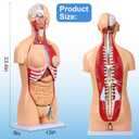 Dual-Sex Human Body Model 33.4", 32 Part Removable Human Torso Anatomy Model with Heart Brain Visceral Organ Muscular Layers Bone Vessels Includes Manual for Medical Scientific Education