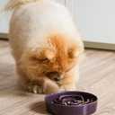 LE TAUCI Ceramic Slow Feeder Dog Bowls Small Breed, 0.6 Cups Dog Food Dish for Fast Eaters, Puzzle Bowl for Small Dogs and Cats,Purple