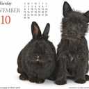 Gladstone Media, Puppies & Friends 2026 Desk Calendar