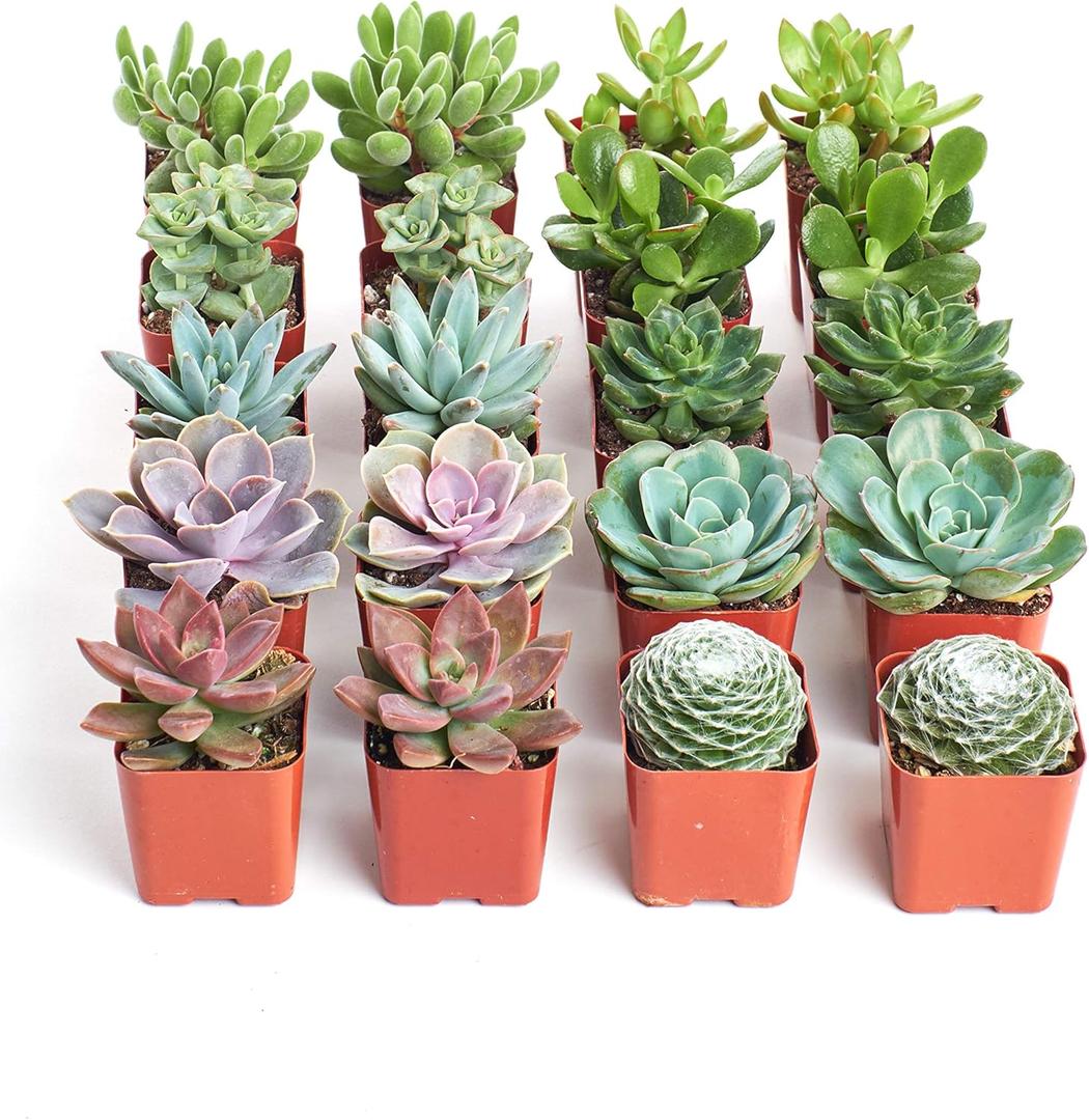 Shop Succulents Assorted Succulent Plant Pack Collection - Live Mini Succulent Plants, Low Maintenance, Mixture of Colors & Textures - Wedding and Party Favors, Gift & Garden, Pack of 20