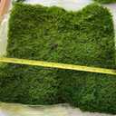 Preserved Sheet Moss Natural Green Decorative Real Natural Green DIY Kit Gardenning Art Wall Decor Florist Decor Easter Table Decor Wedding 2 sq.ft.Green-B