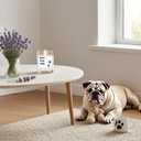 Dog Mom Gifts for Women - Dog Themed Gifts Candles - Lavender Scented Candle 100% Soy Wax - pet Odor Eliminator Candle