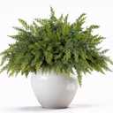 18" Real Touch Christmas Cedar Branches,Natural Droopy Soft Bendable Artificial Faux Cedar Stems,Realistic Fake Greenery Plants Stems for Vase DIY Crafts Garland Wreath Xmas Home Decoration(12Pcs)