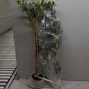 Bellacat Faux Olive Tree 4ftOlive Trees Artificial Indoor with Natural Wood Trunk and Realistic Leaves and Fruits. 4 Feet(48in) Fake Olive Tree for Home House Office Decor