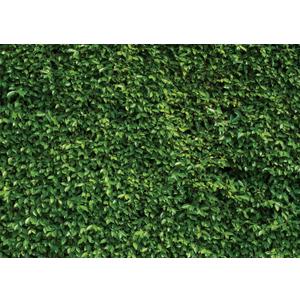 SJOLOON 7X5ft Green Leaves Backdrop Greenery Backdrop Natural Green Lawn Party Photography Birthday Newborn Baby Lover Wedding Photo Studio Props 10923