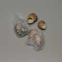 PPCLION Unstained Natural Hermit Crab Shells Pearl Turbo Seashell for Dcor, 3 Kinds 6 PCS Size 1.5" - 2", Opening 0.8-1" Hermit Crab Supplies