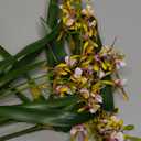 3pcs Artificial Cymbidium Orchid Flowers That Look Real, Faux White-Yellow Orchid Stems for Vases, Silk Flowers for Farmhouse Home Office Indoor Tables Centerpieces Decoration (Yellow)