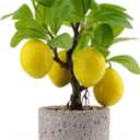 Woration Artificial Potted Plants Fake Yellow Lemon Tree Bonsai Decoration Faux Fruit Greenery with Pot Indoor for Home Office Living Room Table Ornaments, Lemon