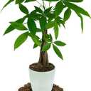 The Ultimate Soil Mix for Perfectly Tangy Citrus Limon Trees - Discover Gardenera's Revolutionary Lemon Tree Potting Mix - [1 Quart Bag]