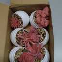 Der Rose Set of 6 Pink Succulents Plants Artificial in Pots Small Fake Plants for Girls Pink Room Decor Office Desk Accessories for Women