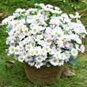24 Bundles Artificial Daisy Flowers for Outdoor - Fake Mums Faux UV Resistant Daisies Plants Florals for Home Garden Patio Front Porch Outside Decorations - Pink