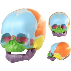 HADWYN 2026 New Life Size Human Infant Skull Model,Anatomy Fetus Brain HeadBaby Skull Model for Medical Teaching Learning, Learning Education Display Tool, Hand Painted