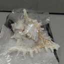 YZHZOM 5.5 to 6.3 Large Natural Conch Shell Fish Tank Hideout Fish Tank House Natural Conch sea Shells for Fish Tank,Air Plant,Home Decorations,DIY Crafts