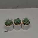 Der Rose 3 Pack Small Fake Plants Succulents Plants Artificial in Pots for Home Office Desk Decor for Women (Green)