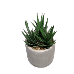 Bambeco 16in Aloe Plant