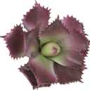 Duovlo Artificial Succulent Plant 7.08 Inch Faux Succulents Agave potatorum Flower Arrangement Craft Wall DIY Materials Pack of 2 (Dark Purple)