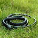 47 Inches Rubber Lifelike Snakes Scary Gag Gift Incredible Creatures Chain Snakes Rain Forest Snake Toys Wild Life Snakes