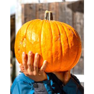 Seeds Pumpkin Big Max 20+ Seeds to Grow Massive Size Pumpkin
