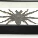 Real Giant Bird Eating Tarantula EURYPEIMA SPINCRUS Spider Taxidermy Transparent Boxed Display (Black Wooden Box)