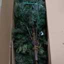 National Tree Company Pre-Lit 'Feel Real' Artificial Full Downswept Christmas Tree, Green, Douglas Fir, Dual Color LED Lights, 7.5 feet