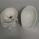 EVOTECH SCIENTIFIC Classic Numbered Human Skull Model, Life Size 9" Medical Quality-3 Part-W/Sutures Painted, 54pcs Labeled Numbered for Medical Student Shows Most Major Foramen Fossa and Canals