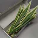 4 Pcs Artificial Greenery Stems Dracaena Faux Branches Artificial Plants Realistic Fake Dracaena Greenery Realistic Plants for Indoor Outdoor Porch Patio Home Office Living Room Decor (Yellow)