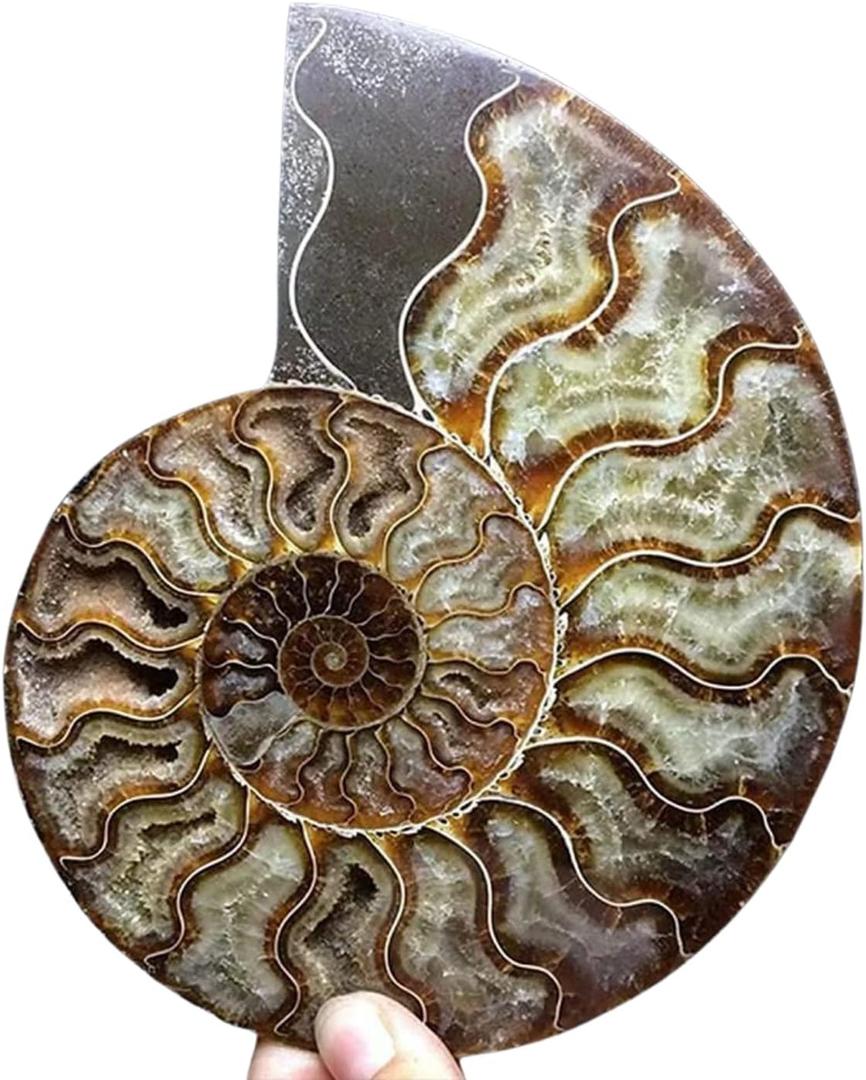 Natural Beautiful Ammonite Fossil Conch Specimen Collectibles Home Decor Gifts Ornament (6-7in)