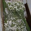 60 Pcs Babys Breath Artificial Flowers, Baby Breath Flowers Artificial Bulk, Real Touch Baby’s Breath Babies Breath Long Stems, Fake White Gypsophila For Bonquet Vase Wedding Decor Flower Arrangement