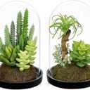Set of 2 Artificial Succulents Plants in Glass Dome with Featuring Sand Moss, Small Fake Aloe Succulents Plants Faux Plants Indoor Decor for Home Office Table Desk Shelf Room Hostess Gift