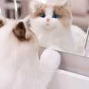 Chongker Stuffed Animals Plush - Realistic Animals Plush Toy, Lifelike Toy, Ragdoll Cat