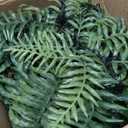 2 Set Fake Ferns with Hanging Baskets, Realistic Fake Hanging Plants, UV Resistant Artificial Ferns Outdoor Faux Plants for Front Porch Patio Garden Home Dcor, No Assembly Required