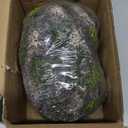 Zilla Rock Lair, Naturalistic Hide, Supports Shedding and Egg-Laying, Retains Humidity, Ideal for Snakes and Lizard, Medium