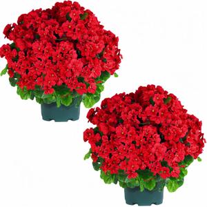 QIANYUN Artificial Geranium Bush  20 Inch Outdoor Potted Artificial Plant for Front Porch, UV Resistant Faux Flower Bush for Garden, Yard & Patio Decor (2 Pack) (Red)