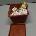 Amaryllis Kit: Minerva + Plastic Pot/Soil/Bulb - Large Bulb 26/28 cm -Netherland