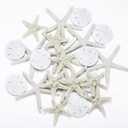 Jetec 24 Pcs Starfish Assorted Decor 3.14 Inch Starfish for Crafts Star Fish Shells Decorations Sand Dollar Ornament White Resin Star Fish Decorations for Wedding Beach Party Decor DIY Craft Supplies