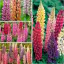 4 x Seed Needs Lupine Seeds to Plant Russels Mix Perennial Flowers 1 Pack