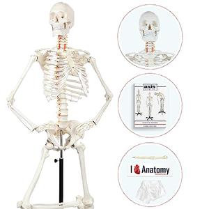 Human Skeleton , 5'6" (167 cm)