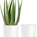 kubvici Plant Pots for Indoor Plants, 2 Pack 10 Inch Plant Pot Plastic Flower Pots Planters with Drainage Saucer for Indoor Outdoor Garden Home (10" White)