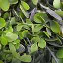 DearHouse Faux Eucalyptus Garland Plant, 2 Pack Artificial Vines Hanging Eucalyptus Leaves Greenery Garland for Wedding Backdrop Arch Wall Decor, 6 Feet/pcs UV Protected Indoor Outdoor