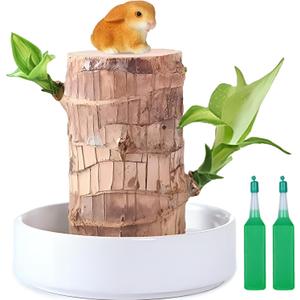 Brazilian Lucky Wood Plant,Fortune Brazil Wood Potted Plant,Mini Brazil Decoration, Desk Decor for Home & Office Desktop Planter