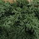 Jutom 1 Pack Christmas Cedar Garland with Lights Deluxe Advent Calendars Decor Garland Realistic Artificial Pine Faux Cypress for Christmas Table Mantle Wall Room Outdoor Indoor Decor (9 ft)