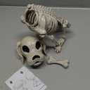 JOYIN Posable Halloween Dog Skeleton Full Body Posable Joints Realistic Skeleton Puppy with Movable Joints for Halloween Decoration, Graveyard Party Decor (9.8 X 4.7 X 12.6)