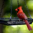Hanging Bird Feeder Tray Platform Metal Mesh Seed Tray for Bird Feeding Outdoor Garden Decoration for Backyard Attracting Wildbirds