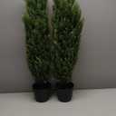 THE BLOOM TIMES 3ft Tall Topiary Trees Artificial Outdoor, UV Resistant Faux Cedar Pine Cypress Bushes Shrubs, 3 Foot Fake Potted Plants for Front Porch Outside Planter Patio Christmas Decor, Set of 2 (Yellow Green)