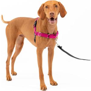 PetSafe Easy Walk Harness for Dogs - Pull-Free Walks - Patented Martingale Loop Design - Front Chest Leash Attachment - Adjustable Comfort Straps - Breathable Harness Design - Medium, Raspberry/Gray