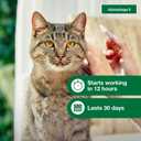 Advantage II Large Cat Vet-Recommended Flea Treatment & Prevention | Cats Over 9 lbs. | 6-Month Supply