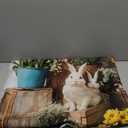 Kate 7x5ft Happy Easter Party Backdrops for Photography Colorful Eggs Shop Background Spring Colorful Flowers Backgrounds Easter Rabbit Holiday Studio Backdrop