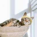 Pet Hat with Ear Holes Sunscreen Cap, Adjustable String Dog Cat Summer Sun Hat,Cat Dog Bucket Hat for Birthday Party Costume Decoration Outdoor Hiking (Yellow, Large)